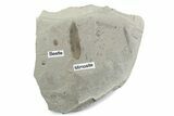 Fossil Mimosite Leaf with Beetle - Green River Formation #377137-1